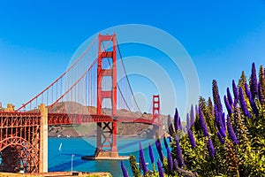 Golden Gate Bridge San Francisco purple flowers California