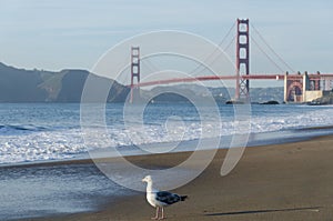Golden Gate Bridge and the Seagull photo