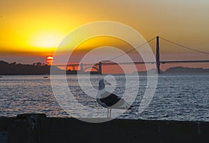 The Golden Gate Bridge at sunset and seagull