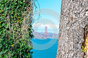 Golden Gate bridge view inside famed trees San Francisco
