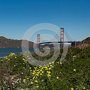 Golden Gate bridge and wood sorrel