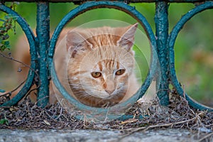 Golden Gaze: Ginger Cat Framed by a Garden Fence