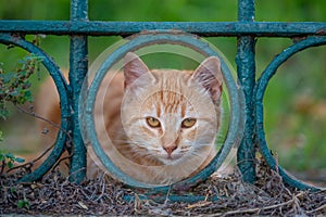 Golden Gaze: Ginger Cat Framed by a Garden Fence