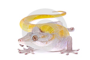 Golden gecko, Gekko badenii