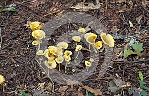 Golden-gilled Gerronema mushrooms