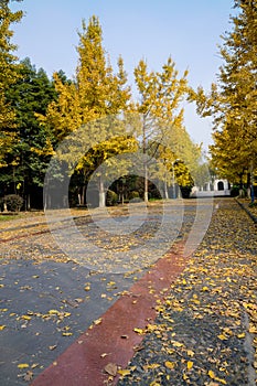 Golden gingko in street