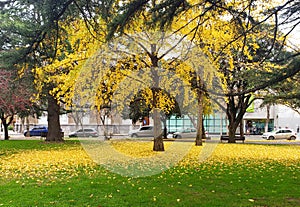 Golden ginkgo biloba tree leaves the ground with yellow leaves photo