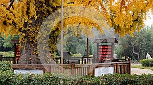 Golden ginkgo leaves