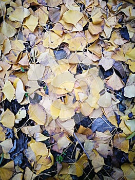 Golden ginkgo leaves fully covering the ground