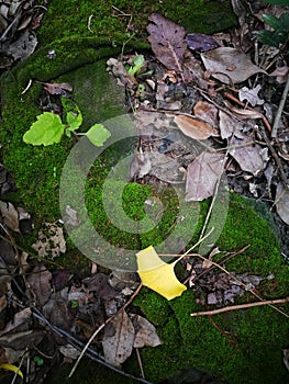Golden ginkgo leaves lying on green moss