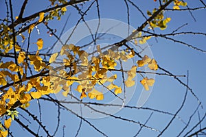 golden Ginkgo leaves under the blue sky, in Tengchong city, Yunnan province, China