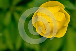 Golden globeflower trollius green background