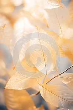 Golden glow leaves with autumn light background