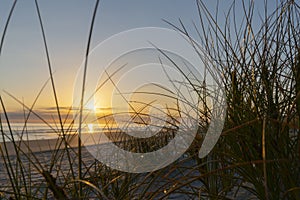 Golden glow of sedge growing on sand as dune protection