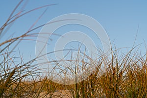 Golden glow of sedge growing on sand as dune protection