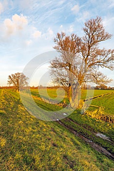 Golden glow of the setting sun shines over a nature reserve