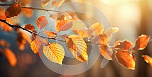 Golden Glow: A Stunning Autumn Scene of Leaves Basking in Sunlight