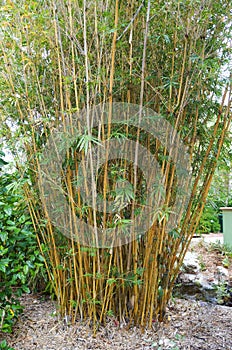 Golden Goddess Bamboo Bambusa glaucesens