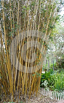 Golden Goddess Bamboo Bambusa glaucesens