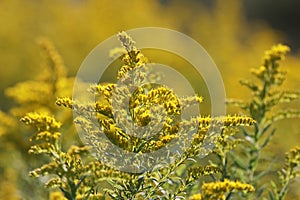 Golden Goldenrod