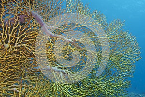 Golden Gorgon Coral Reef Exuberance off Padre Burgos, Leyte, Philippines