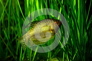 Golden gourami - tropical aquarium fish