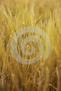 Golden grain