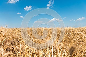 Golden grain field