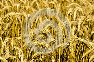 Golden Grain Field Background