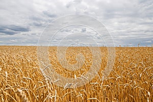 Golden grain field ripe for harvesting under stormy sky