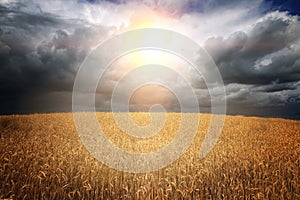 Golden grain field ripe for harvesting under stormy sky