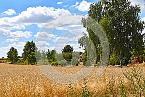 Golden grain fields to trees under a blue sky with white clouds