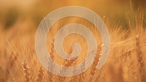 Golden grain ready for harvest growing in a farm field. Wheat field. Ears of yellow wheat close up. Rich harvest Concept