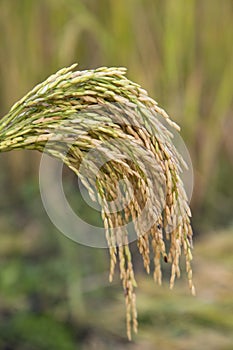 Golden grain rice spike harvest with Sallow Depth of field. Selective Focus