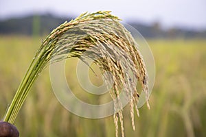 Golden grain rice spike harvest with Sallow Depth of field. Selective Focus