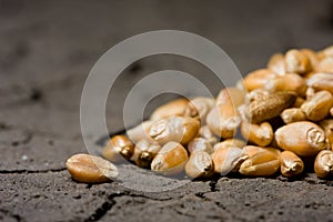 Golden grains on wasteland background