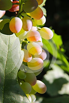 Golden grapes