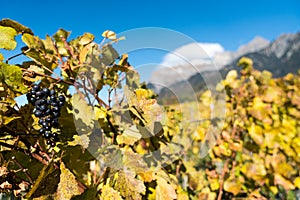 Golden grapevines with ripe blue pinot noir grapes