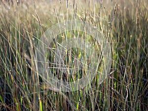 Golden grass, Chloris virgata, feather fingergrass, feathery Rhodes-grass, selected focus, for natural background and wallpaper