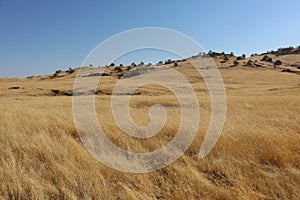 Golden grass-covered hills