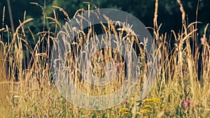 Golden Grass Field Nature Video