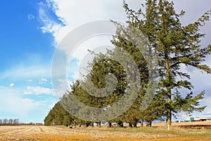 Golden grass field with pine trees