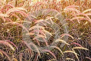 Golden Grass Field at Sunset, HDR