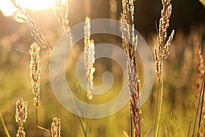 Golden grass field at sunset. selective focus