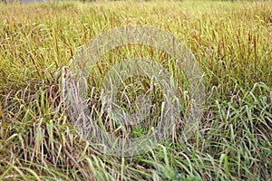 Golden grass fields from sunlight.Green background. Imperata cylindrica grass on the field in the morning light. Imperata