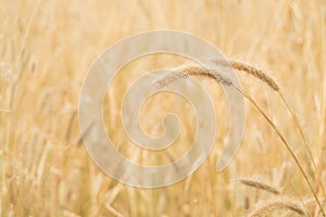 Golden grass flower (Feather Grass) with sunlight