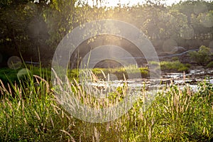 Golden grass flowers. Sunset.