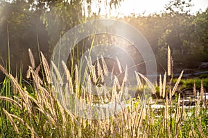 Golden grass flowers, sunset