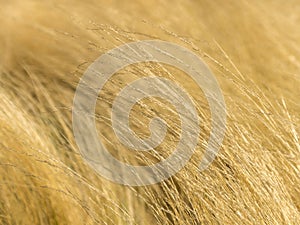 Golden Grass l