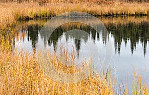 Golden grass reflected in dark pond